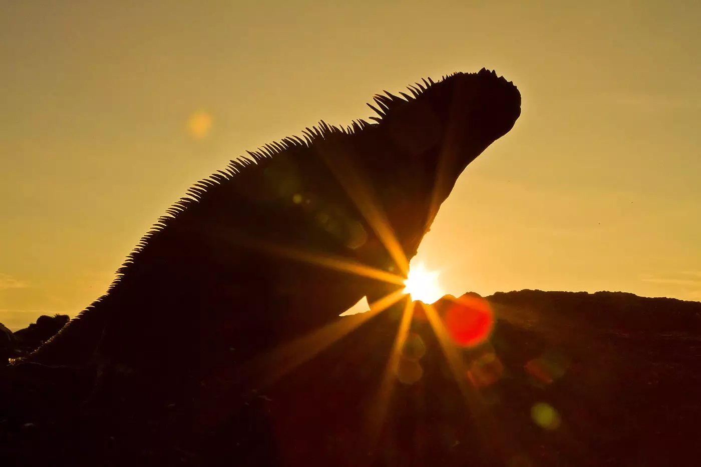 Jūrų ir sausumos iguos užtvindo Galapagus