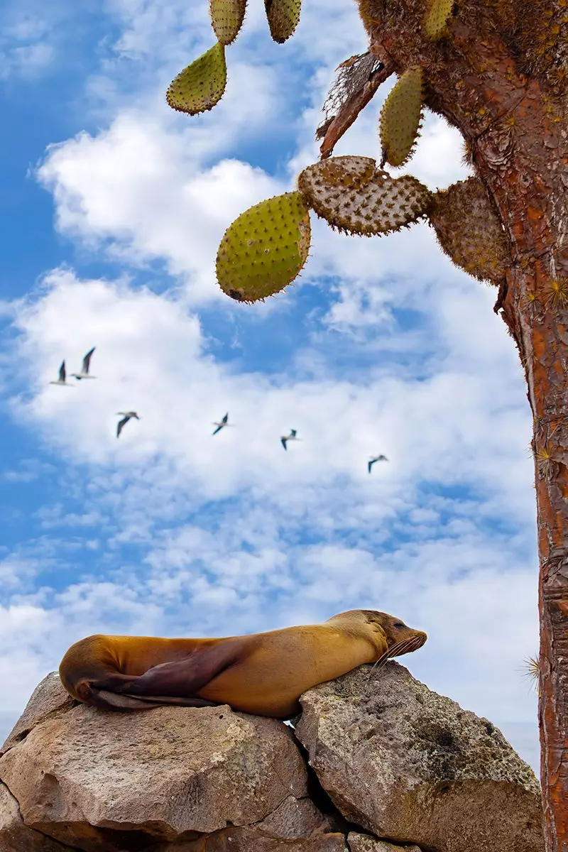 Seelöwe, der im Paradies zögert