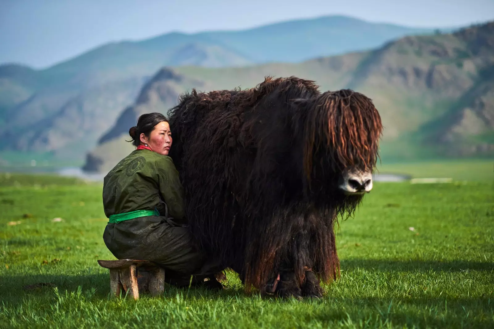 Orxon vadisində yak sağan köçəri qadın.