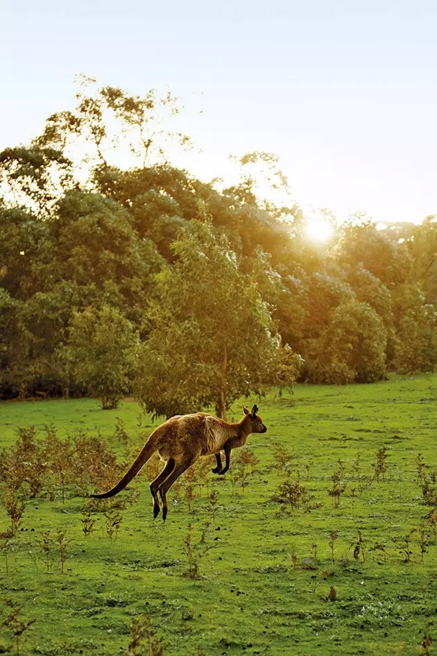 Australia dan sifatnya