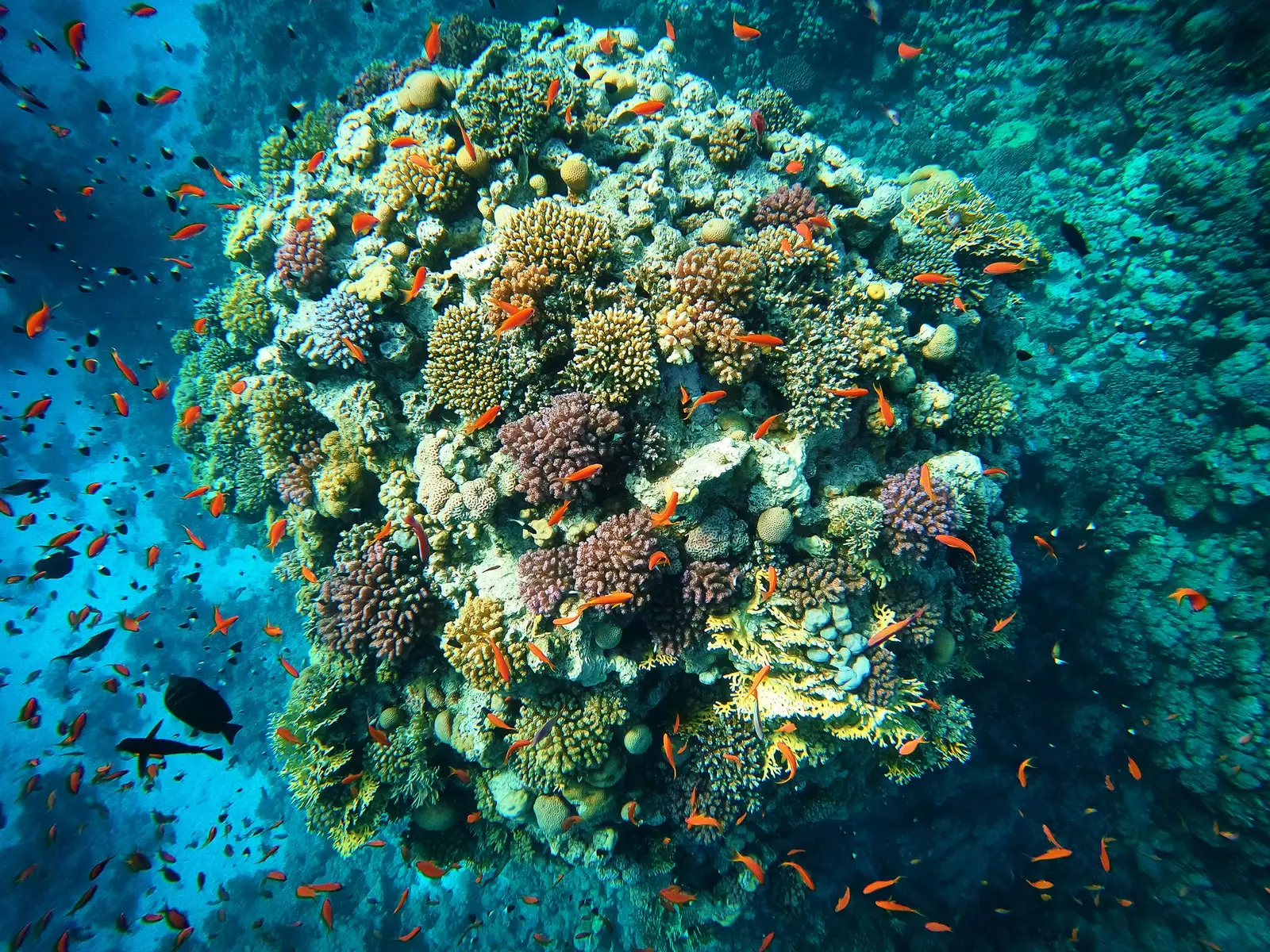 Корали в Червено море.