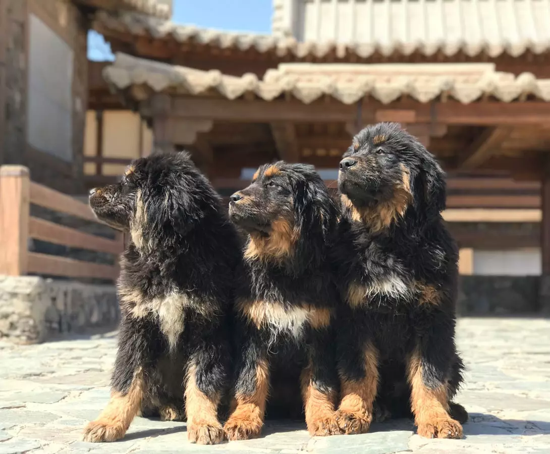 Tiga anak anjing di Three Camel Lodge Bankhar