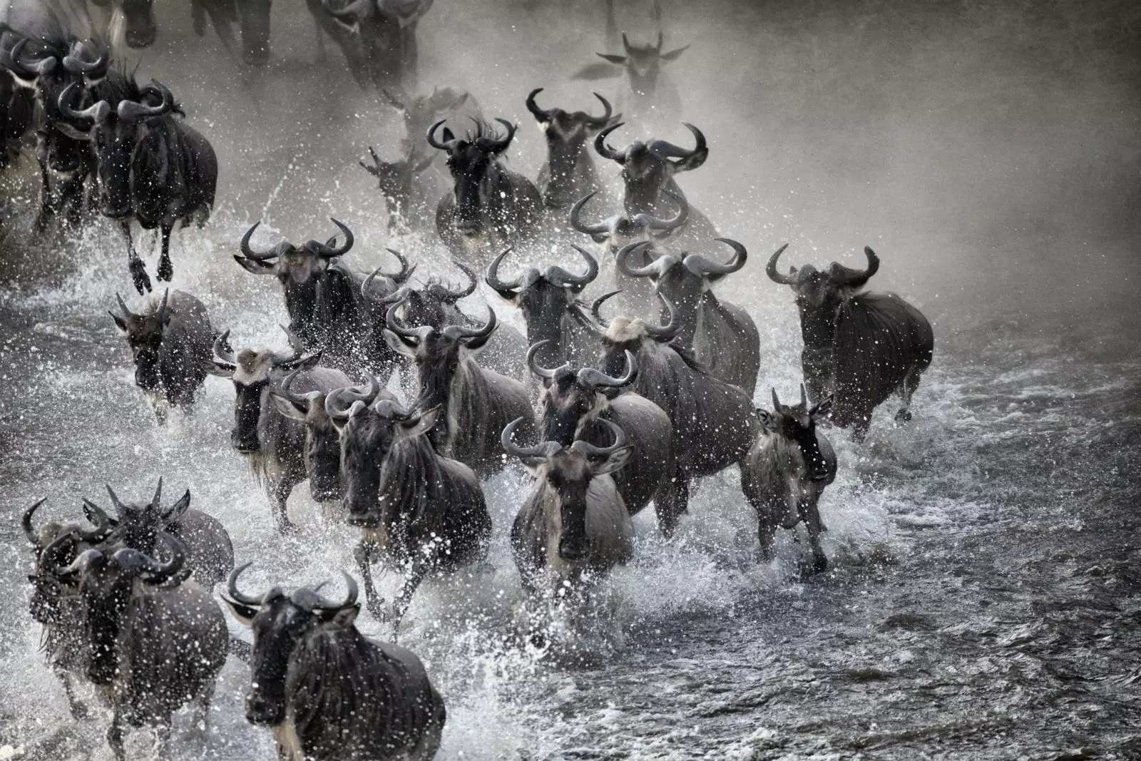 Stampede fíor wildebeest.