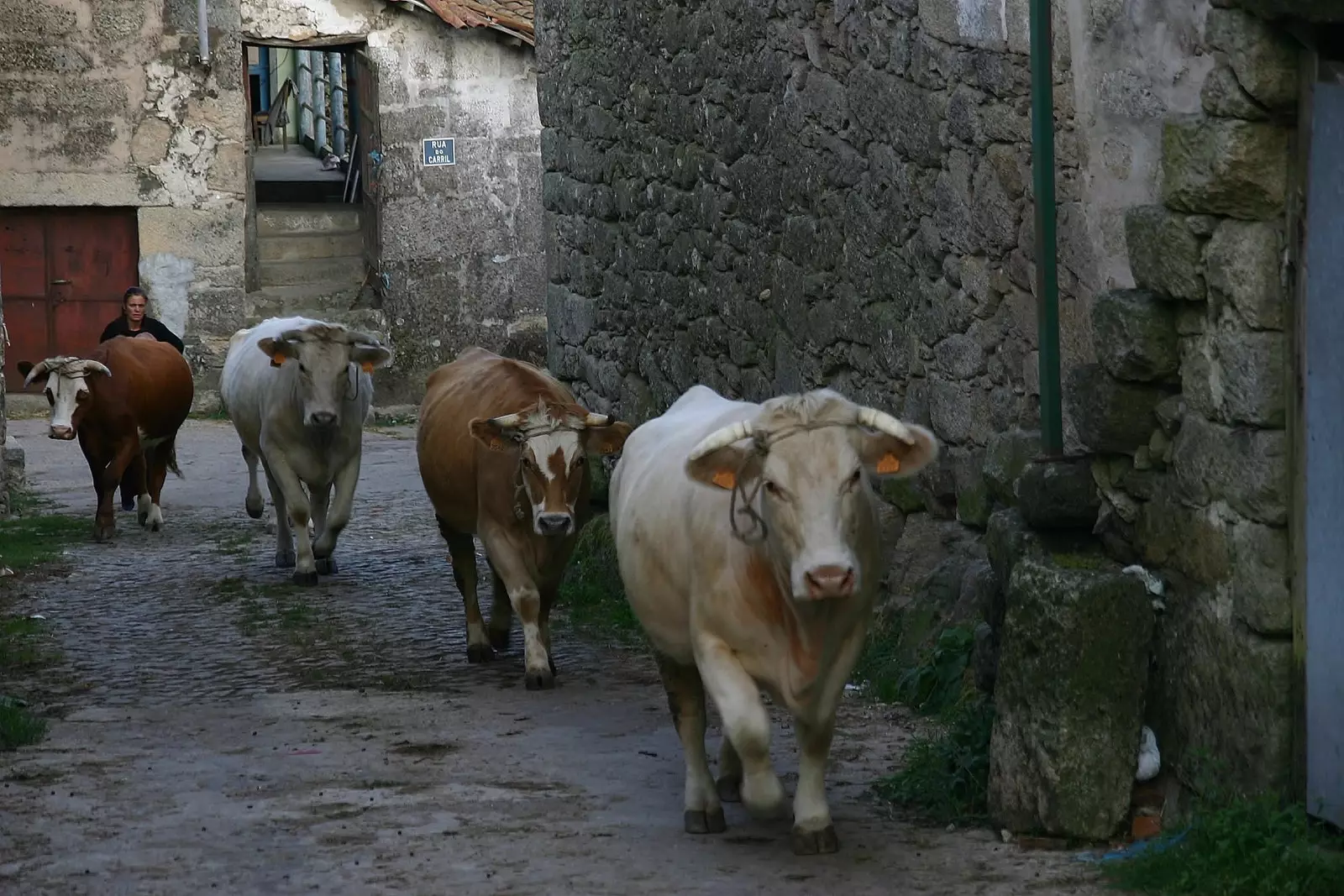 Cattle through the streets of Chaves