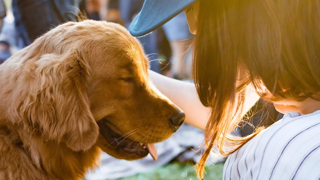 Hond Réckzuch an aner Pläng fir Iech an Ären Hond besser kennen ze léieren