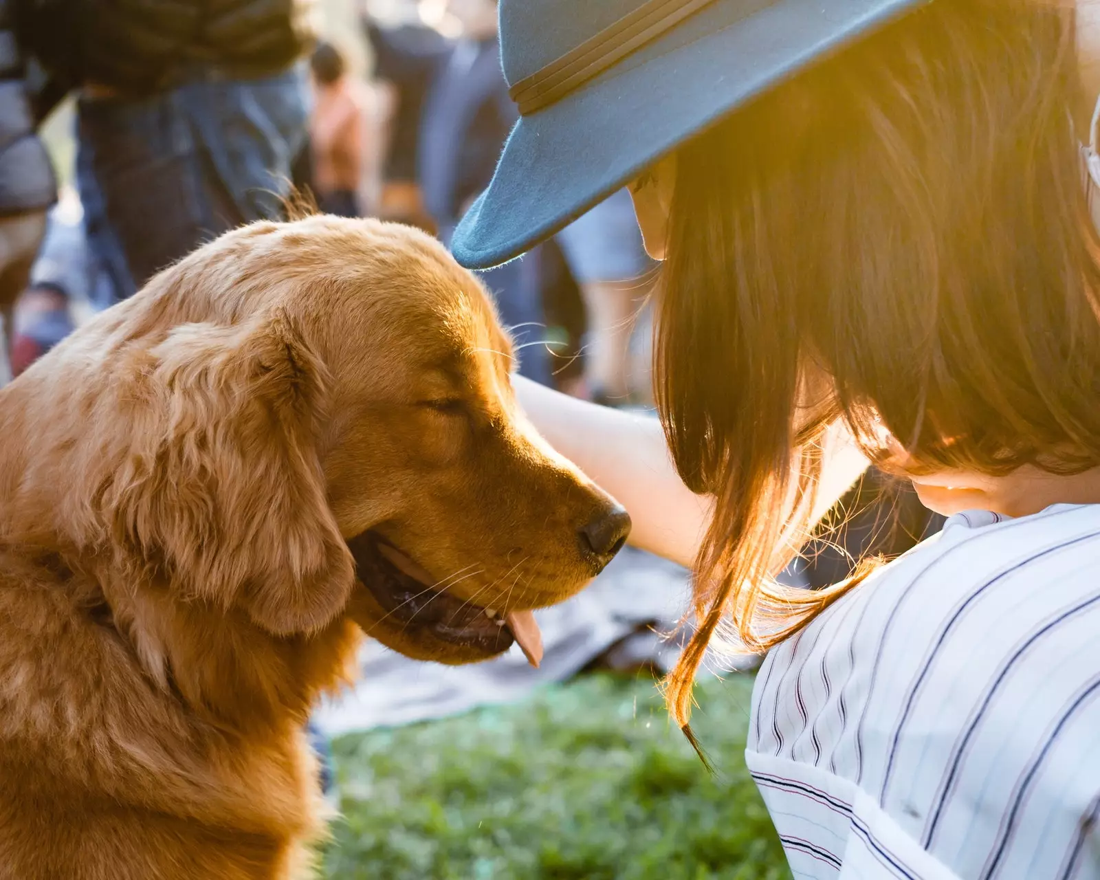 köpek inzivası