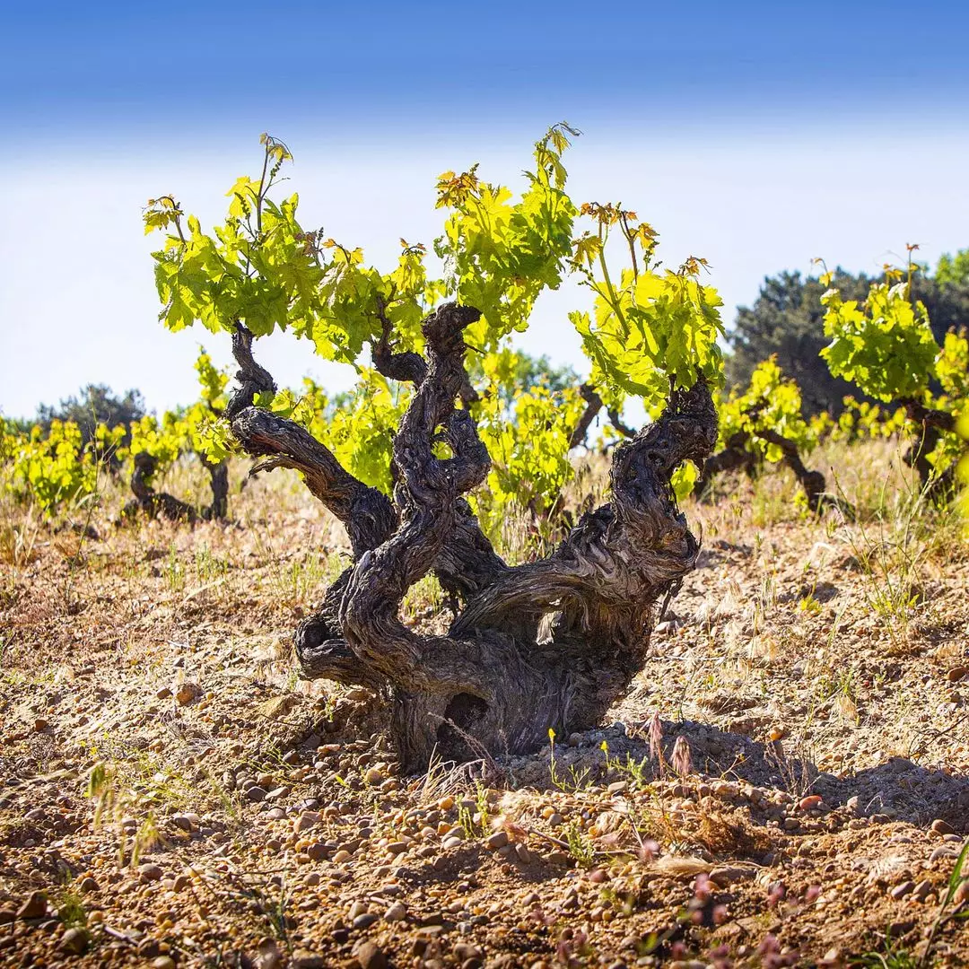 ein Weinberg