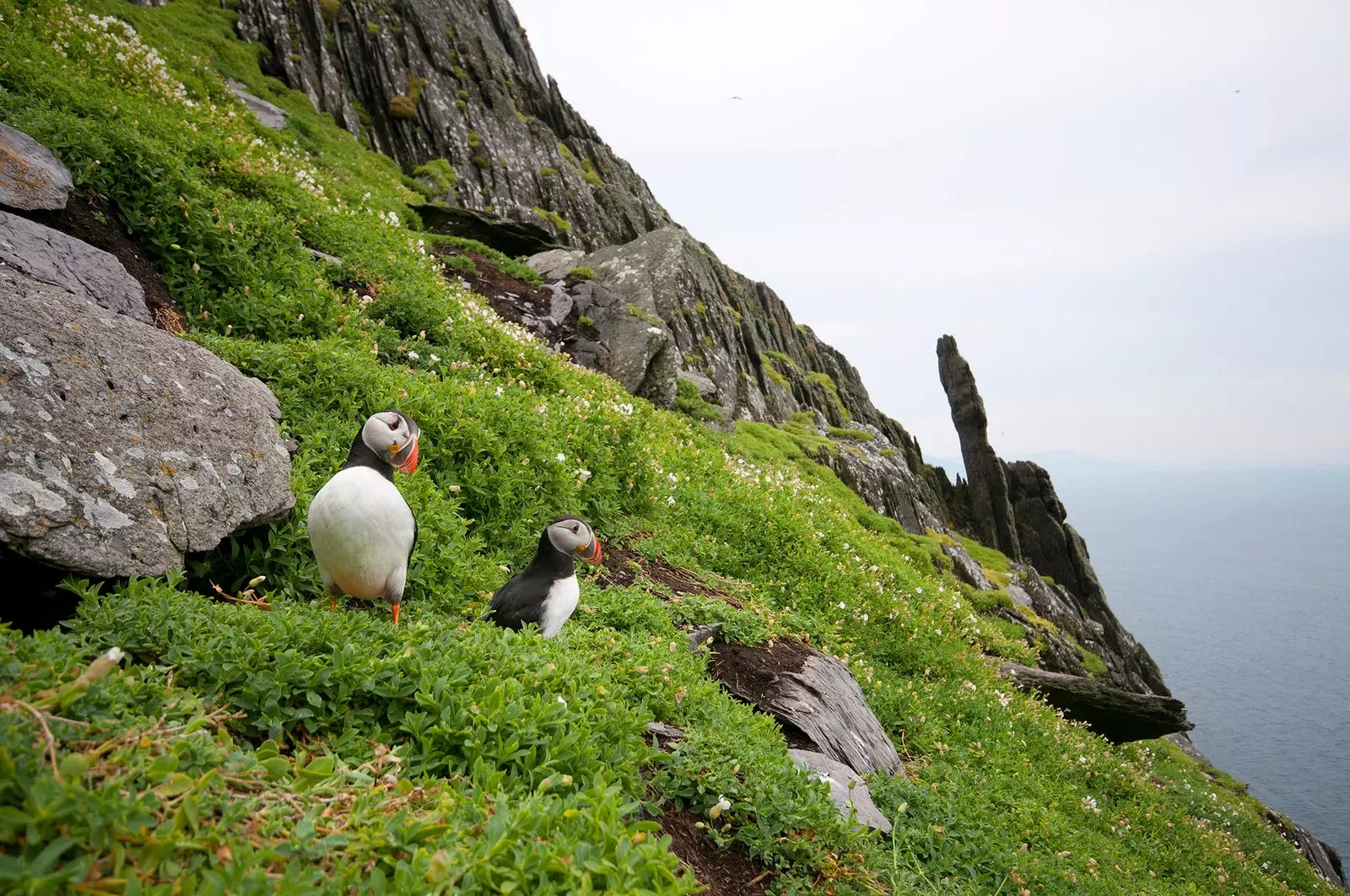 Puffins ei Porgs