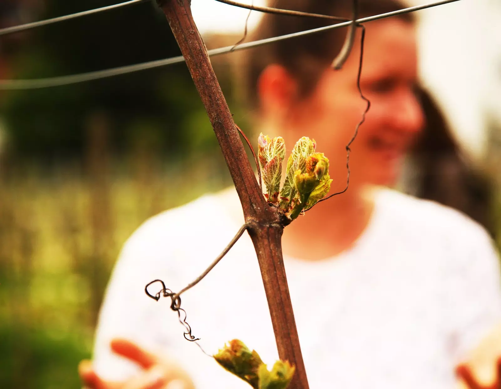 Les vignobles biologiques de Teresa Deufel.