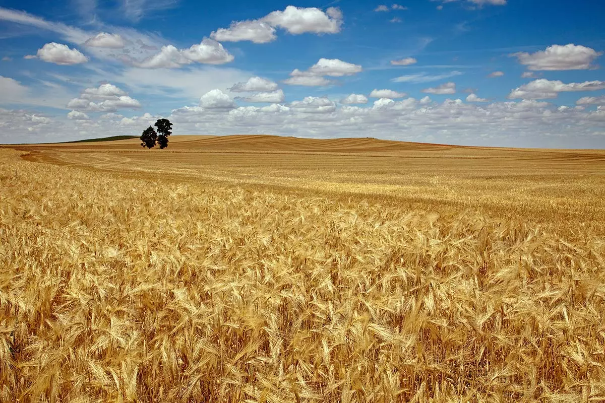 Paesaggi di Palencia