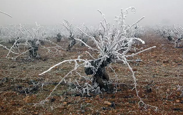 کارخانه های شراب سازی با نام اصلی Cigales