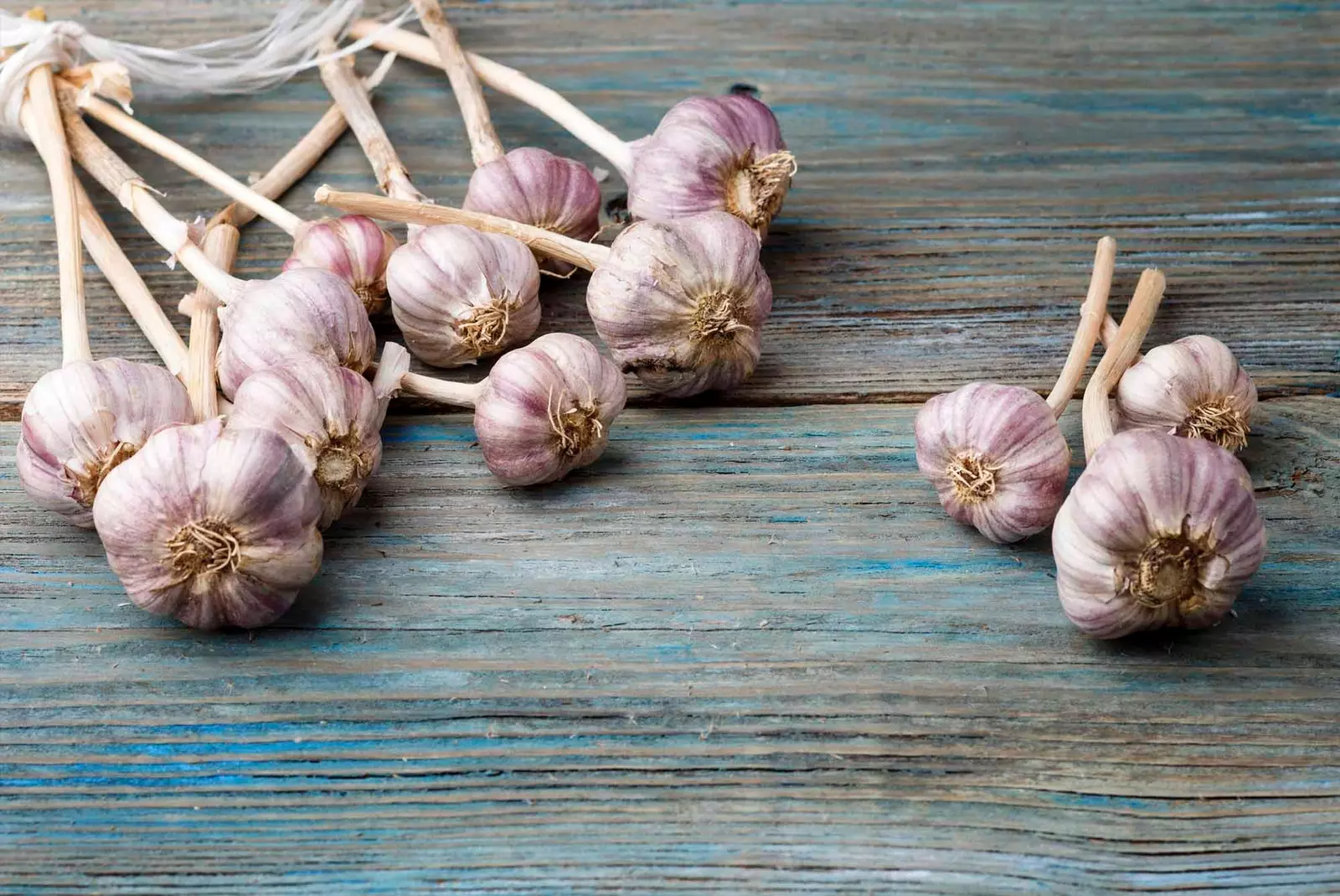 Usturoiul violet din LAS PEDROÑERAS