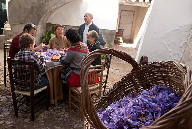 Živio festival šafrana