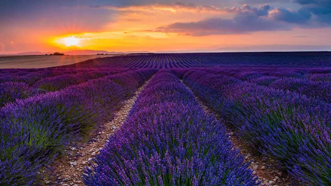 Provence: Sade và hoa oải hương