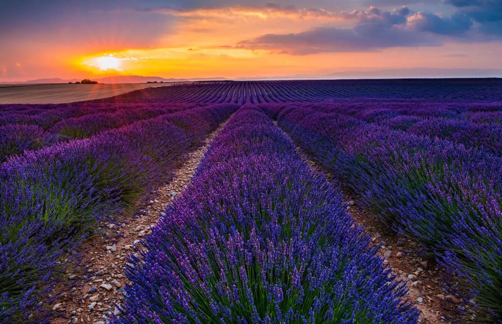 Provence Sade a levanduľa