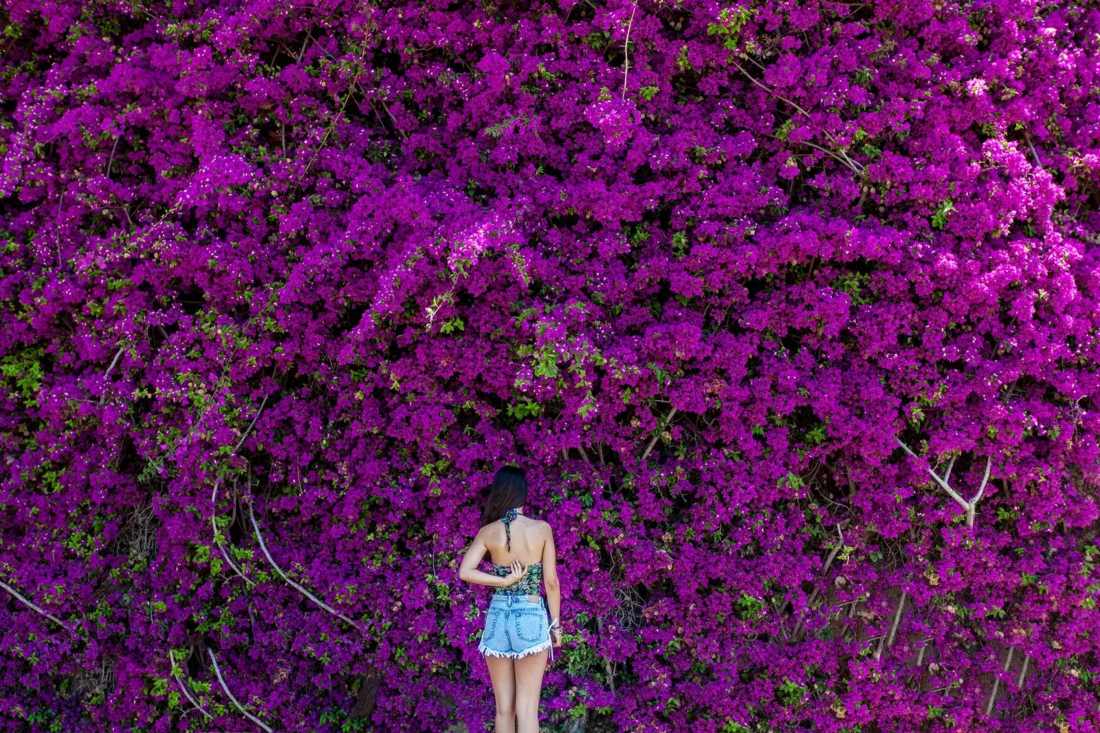 Slóð bougainvillea, sólblóma og lavender