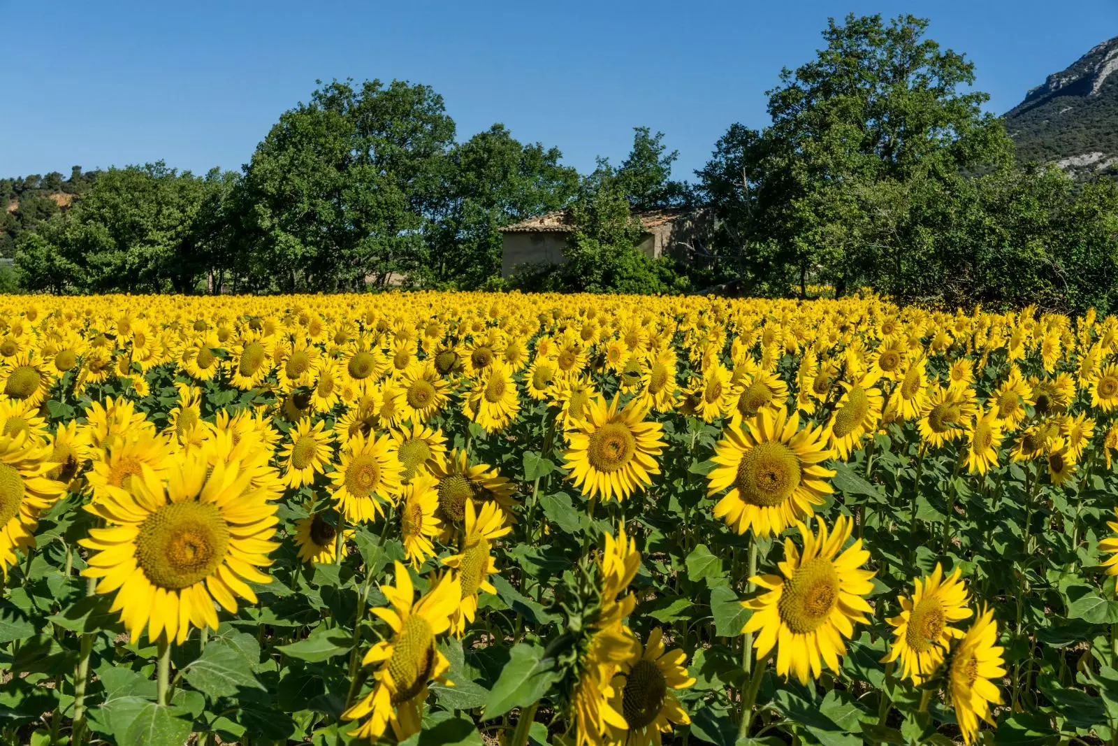 Câmpurile de floarea soarelui din regiunea Vaucluse.