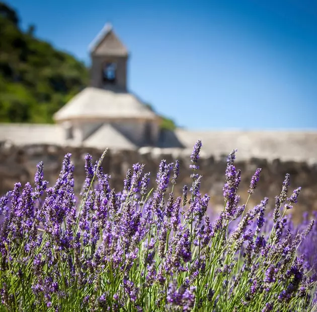 El xou de la lavanda