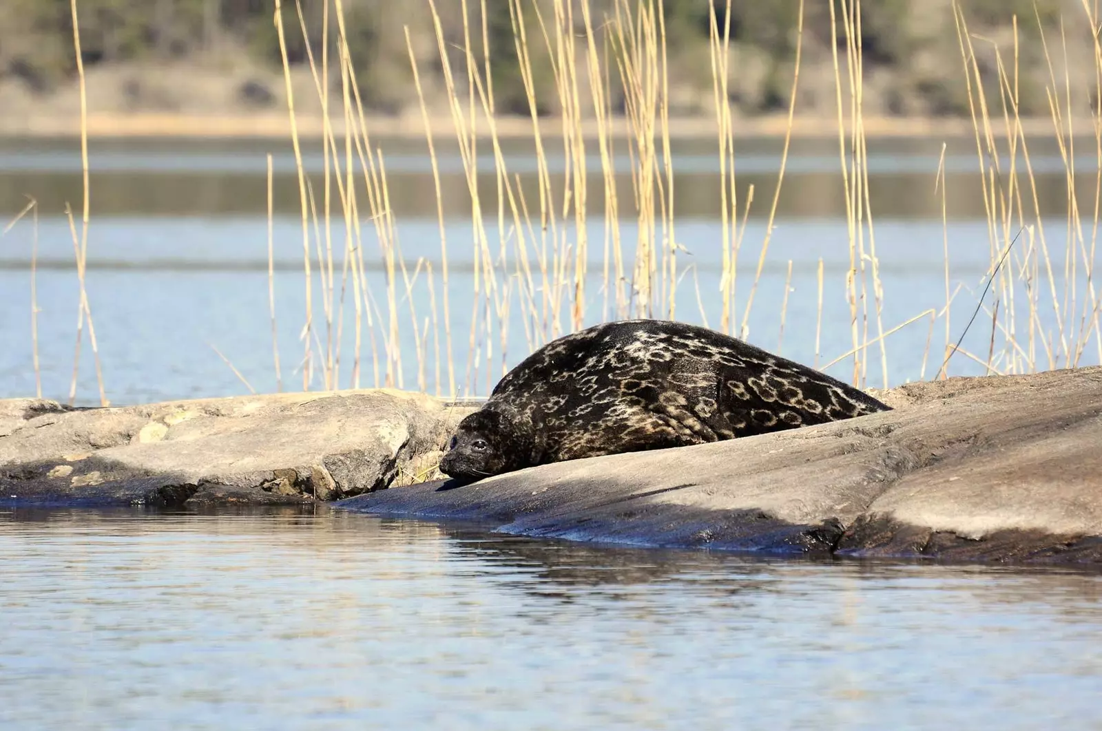 Saimaa halqalı möhür Finlandiya