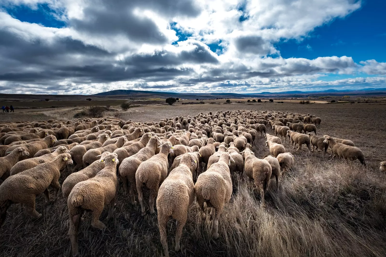 Trasa transhumance v Soria.