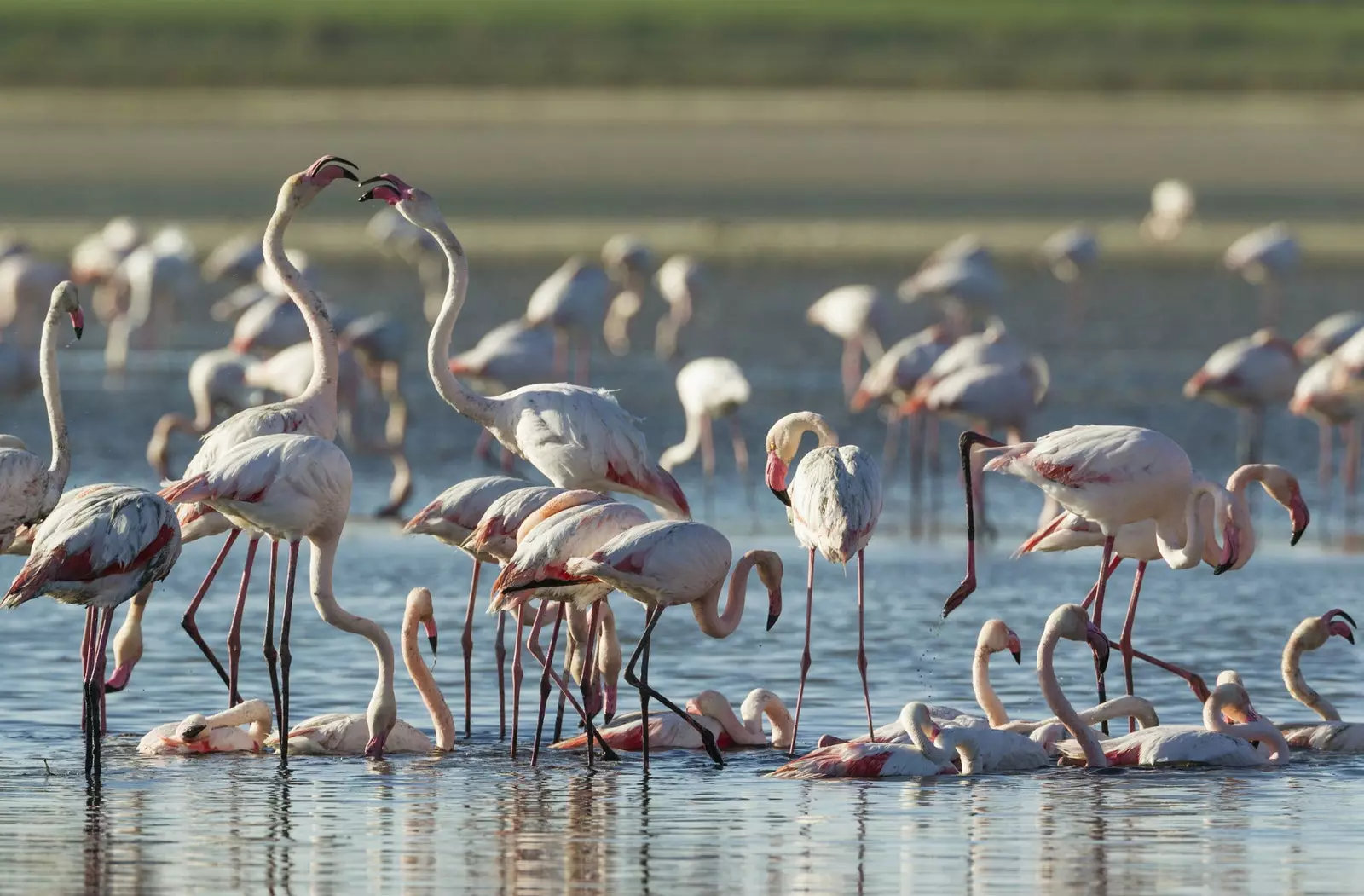 Laguna de Fuente de Piedra Andalusian luonnonsuojelualue