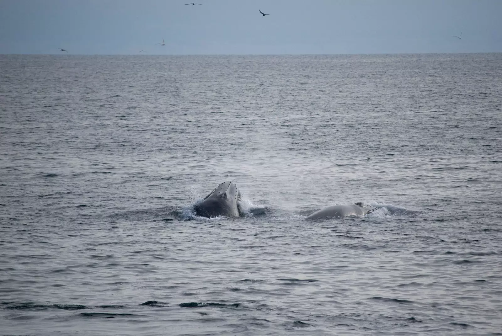 A humpback whale.