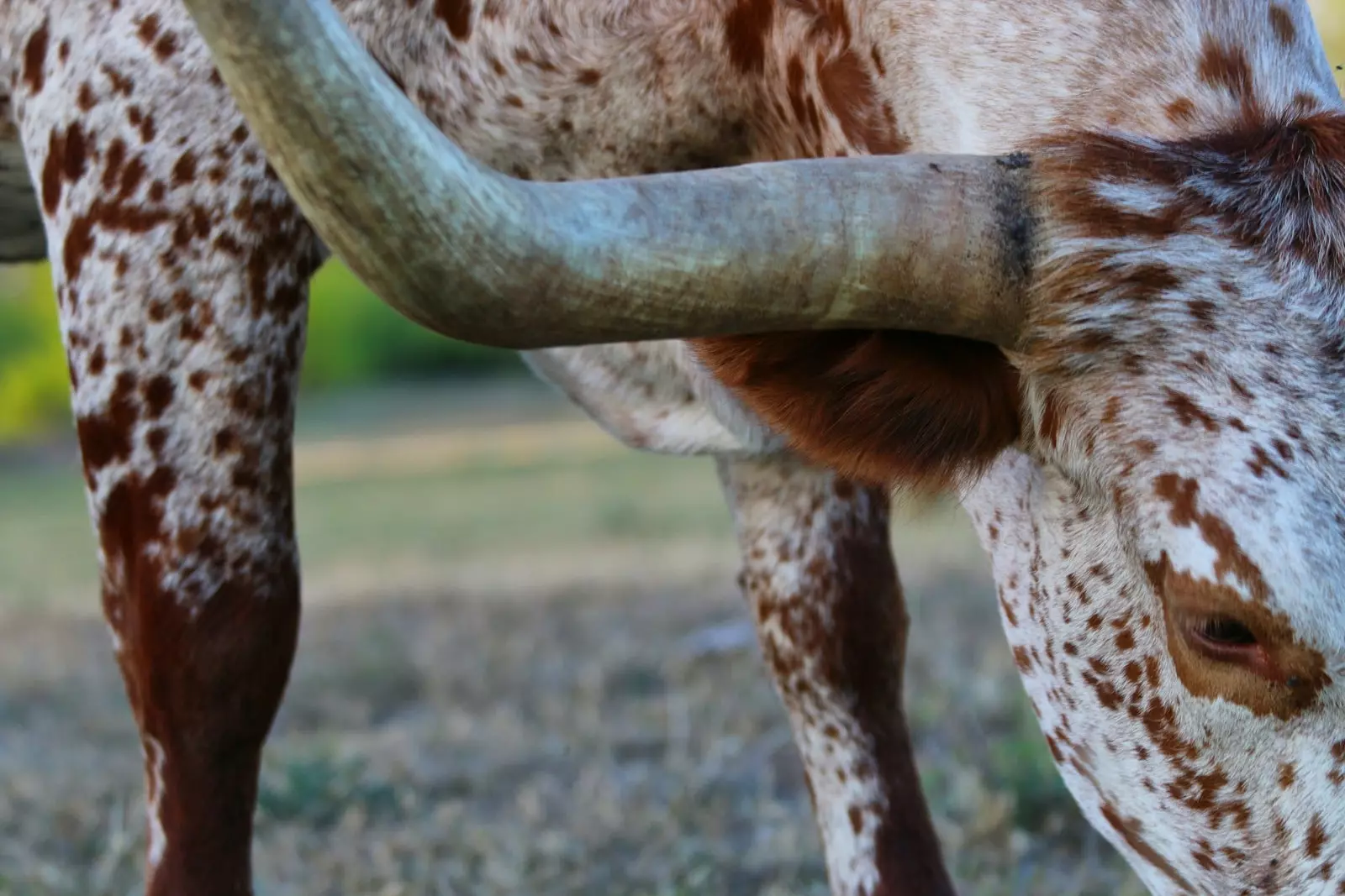 Longhorn pasma mesnega goveda, ki izvira iz Teksasa