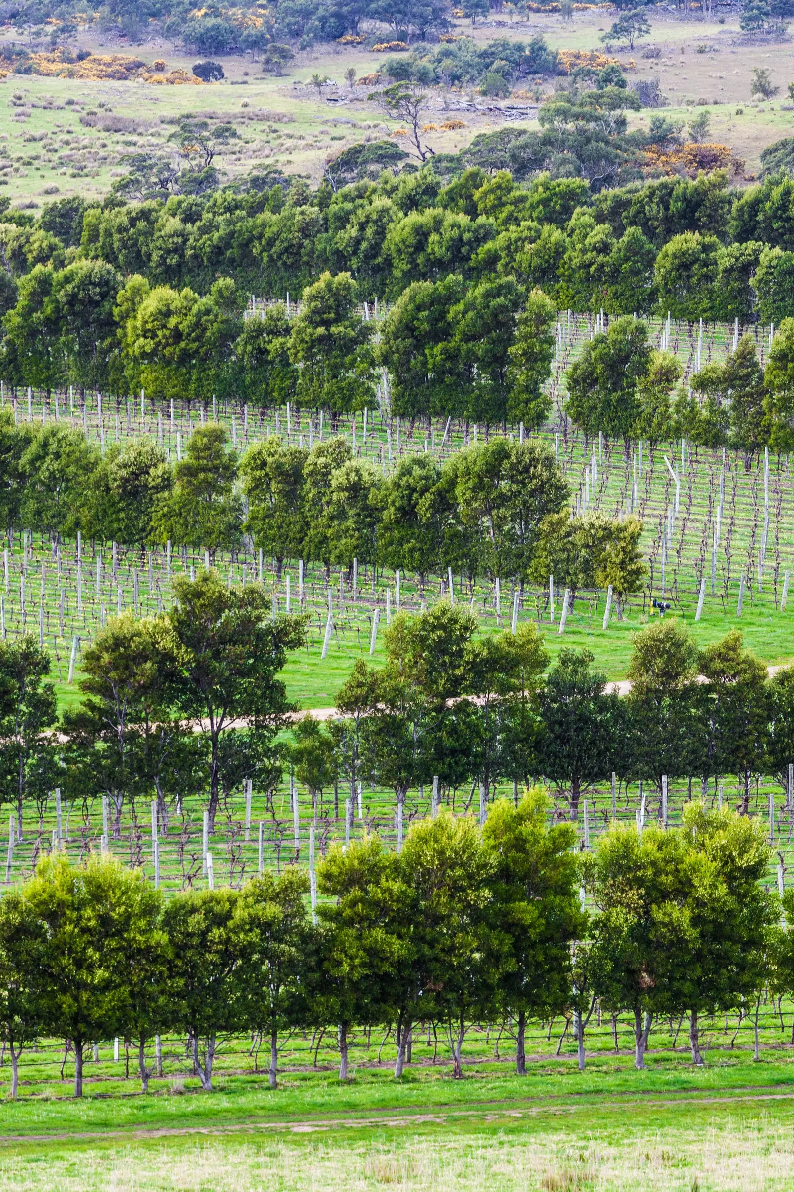 Closeup of vine rows in Devil's Corner winery Apslawn Tasmania