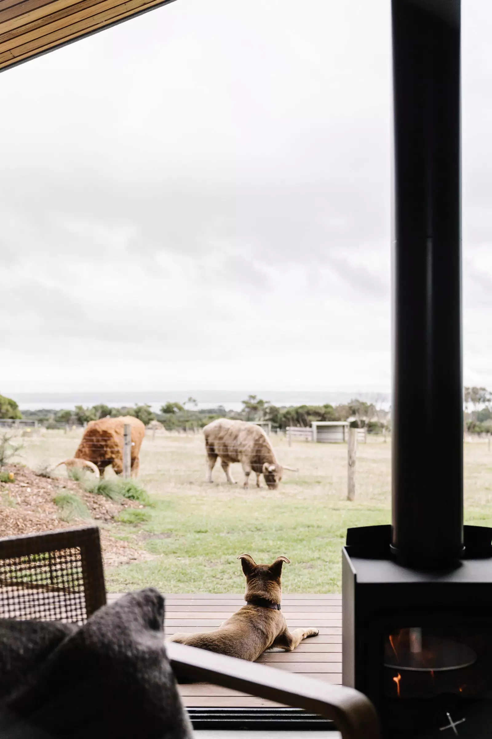 Views of the Five Acres yard with the cattle grazing.