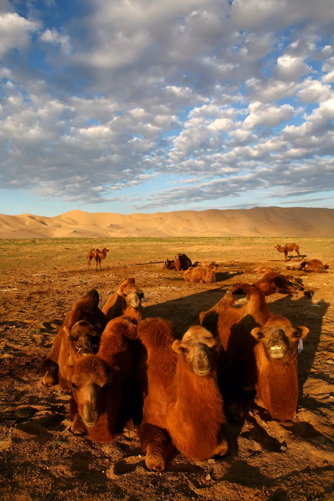 Mongolesch Kamelen nieft den Dünen vu Khongoryn Els.