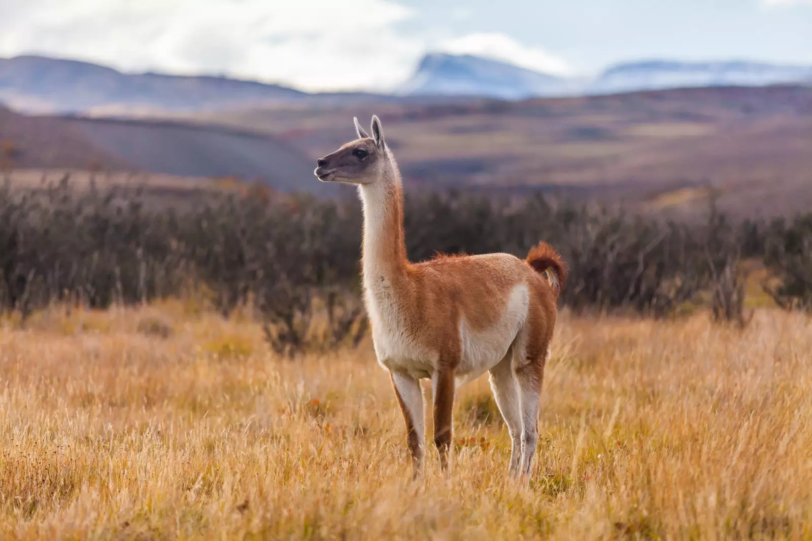 guanaco