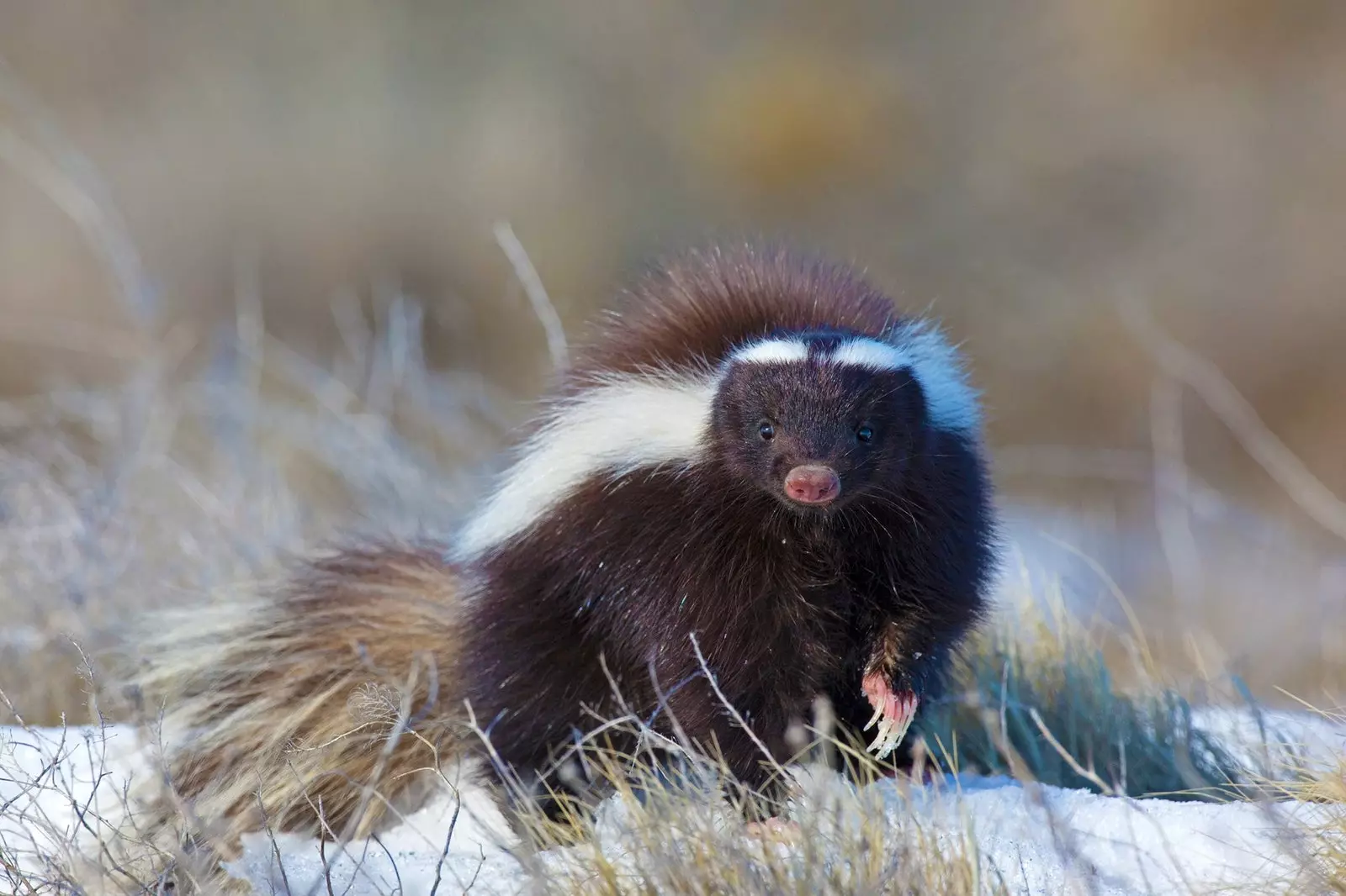 Patagonija