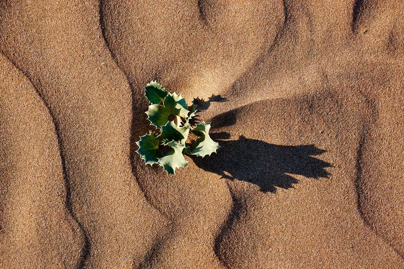 Enebrales strand