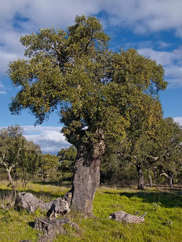 Korkový dub z Extremadury a jeho impozantní krása