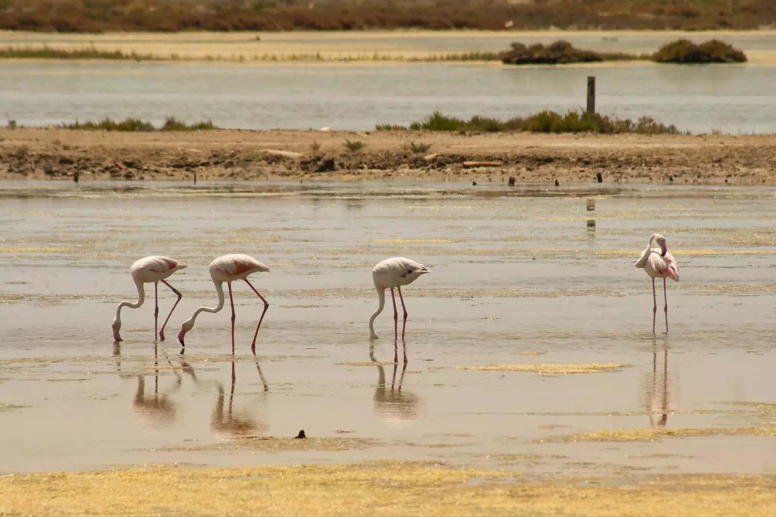 Delta flamingoer