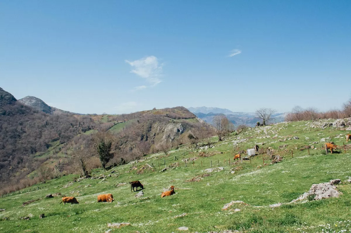 გამონეუ