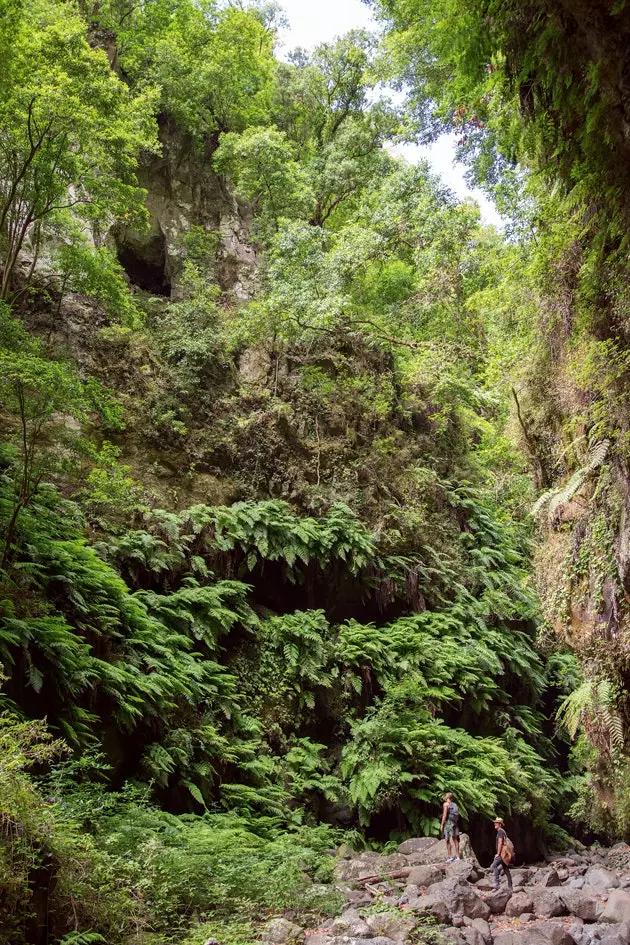 Forêt de tilleuls