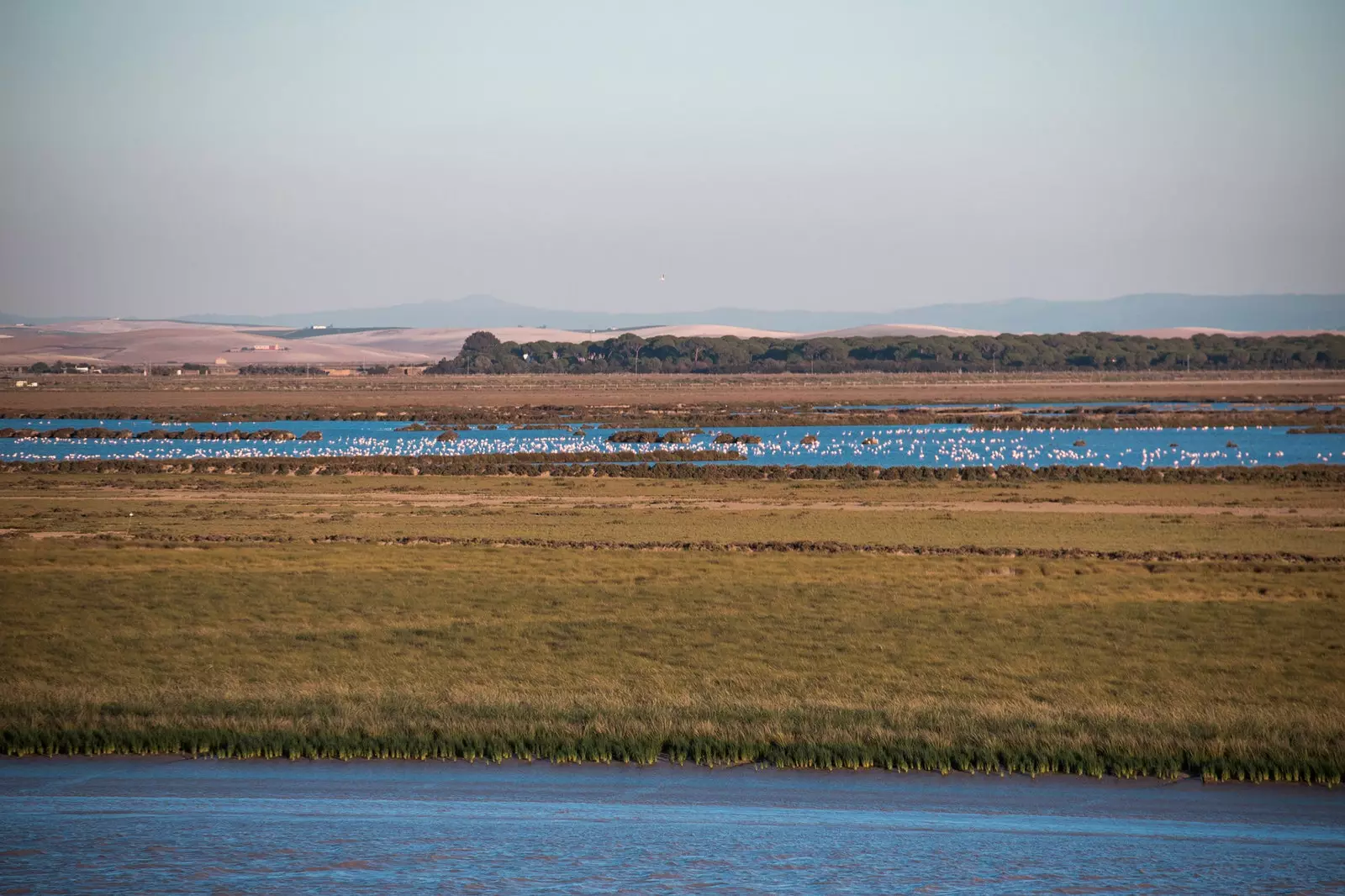 Gvadalkivir Doñana Sevilya botqoqlari