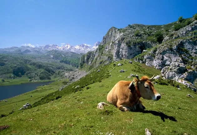 Ah taze sağılmış sütün tadı...