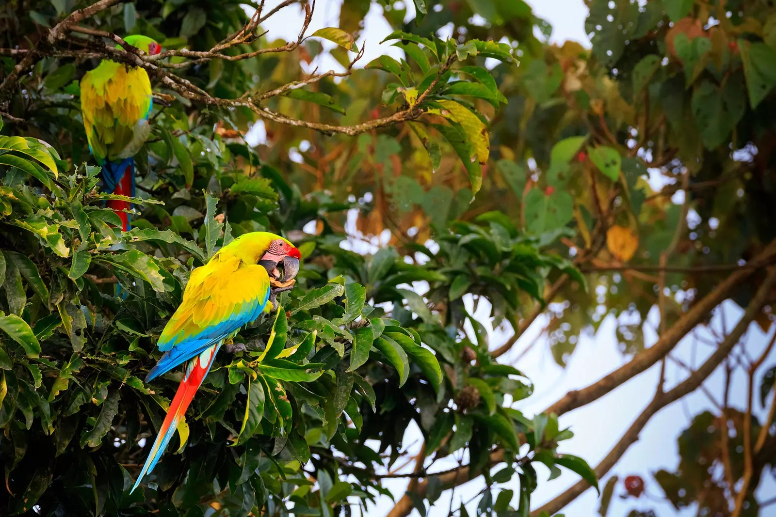 Un'ara ambigua, una specie minacciata in Costa Rica e conosciuta lì come un'ara verde