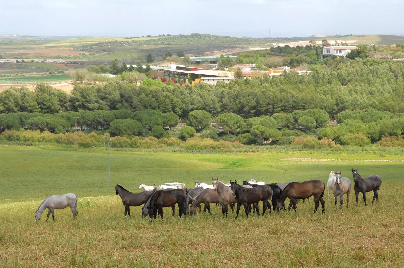 Csikó.