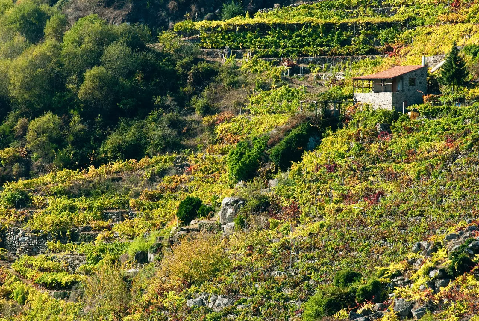 Among the Galician mountains are the best furanchos