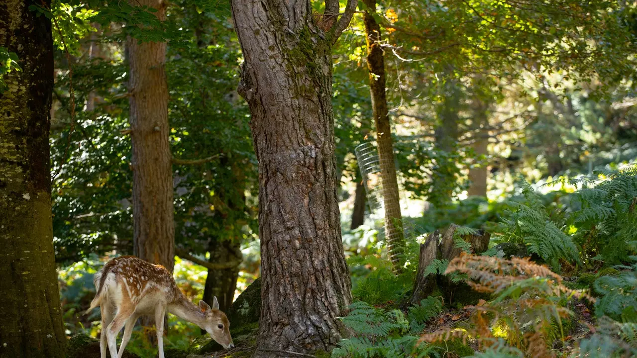 Valle de Tena、ウエスカの静けさへの旅