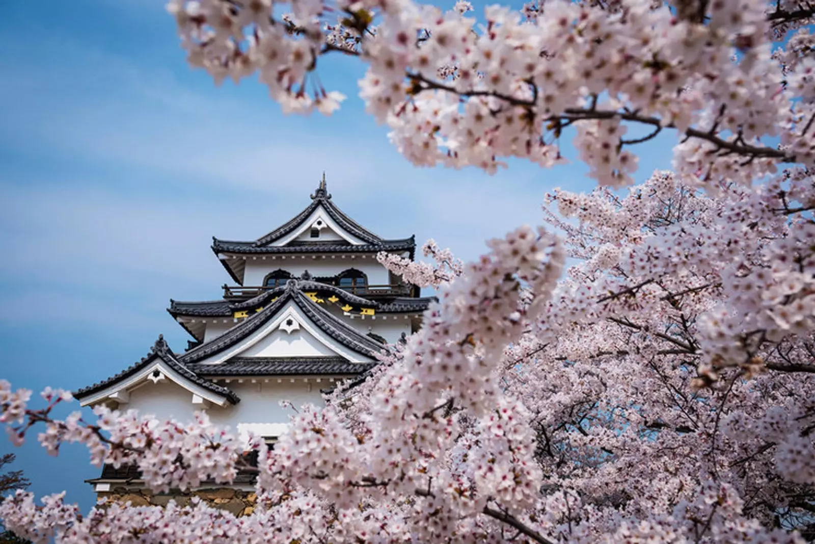 Les fleurs de cerisier au Japon sont tout un spectacle.