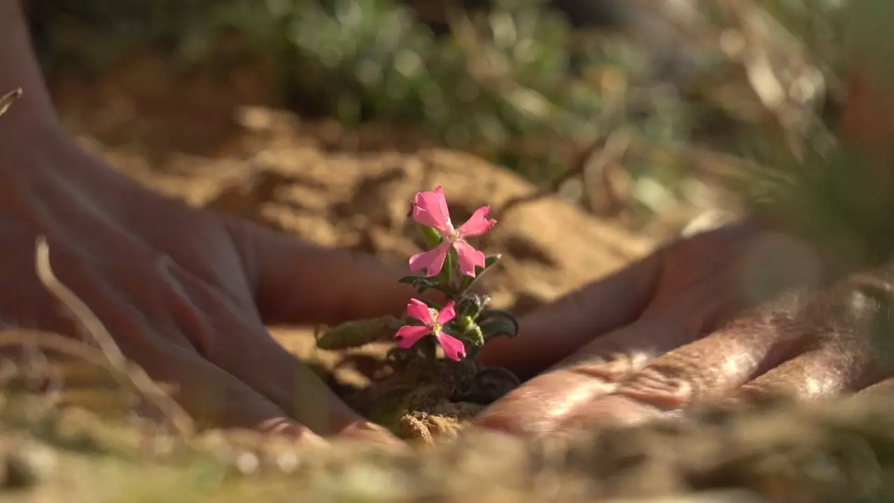 די כאַטבעד צו ראַטעווען ענדיינדזשערד מינים אויף מעדיטערראַנעאַן ביטשיז