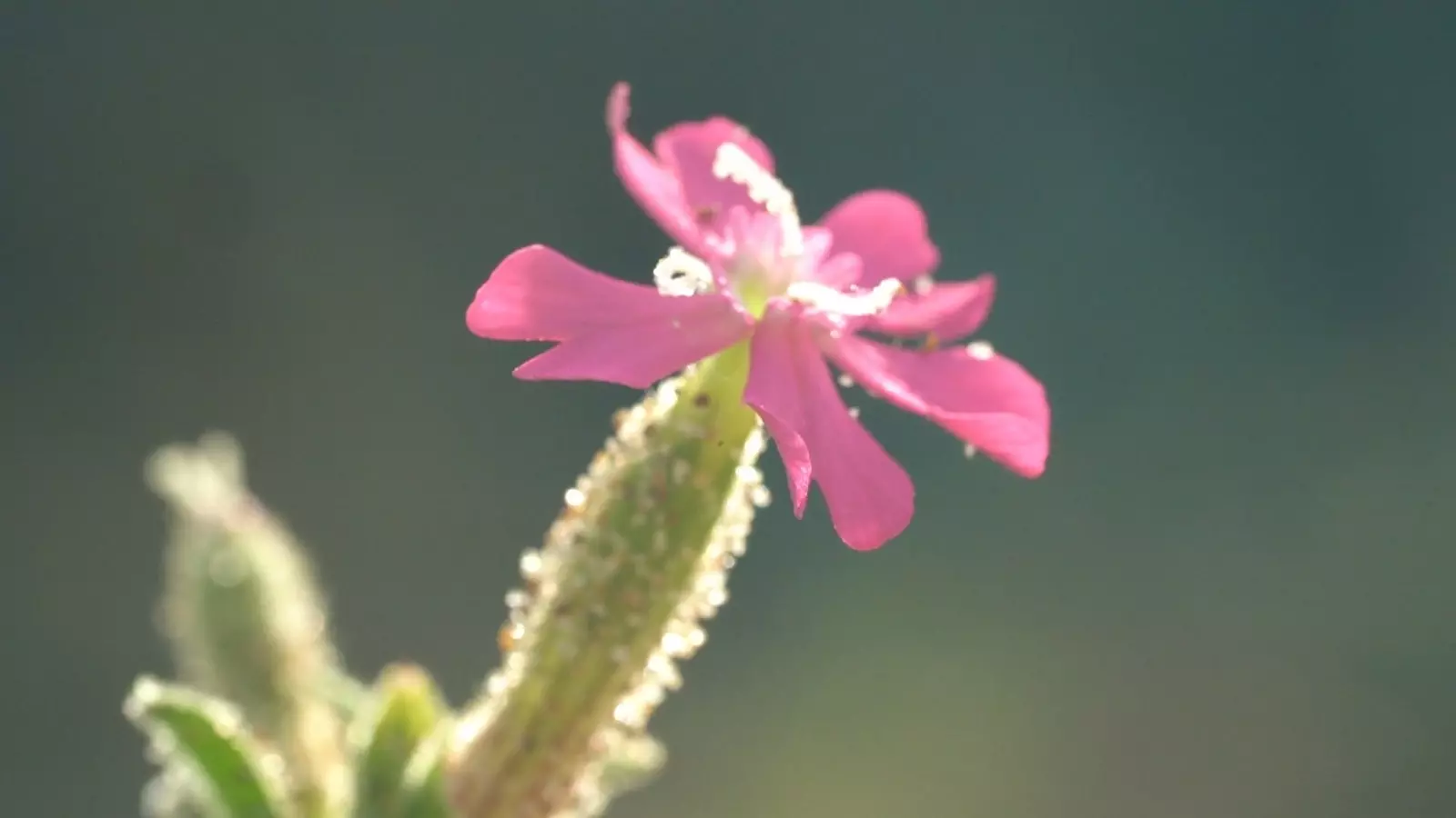 Camuriña blomma. Parador El Saler