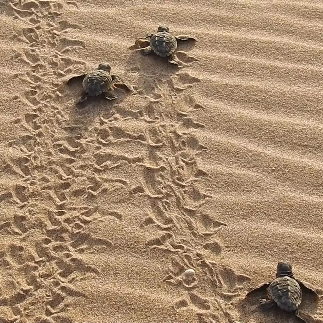 Újonnan kikelt tengeri teknősök a szálloda melletti strandon.