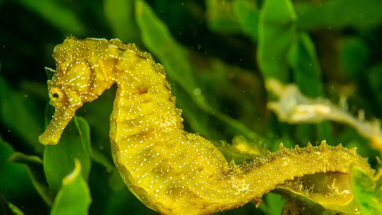 Tionscadal Seahorse: an tionscnamh a shábhálann capaill mhara (sa Chomhphobal Valencian)