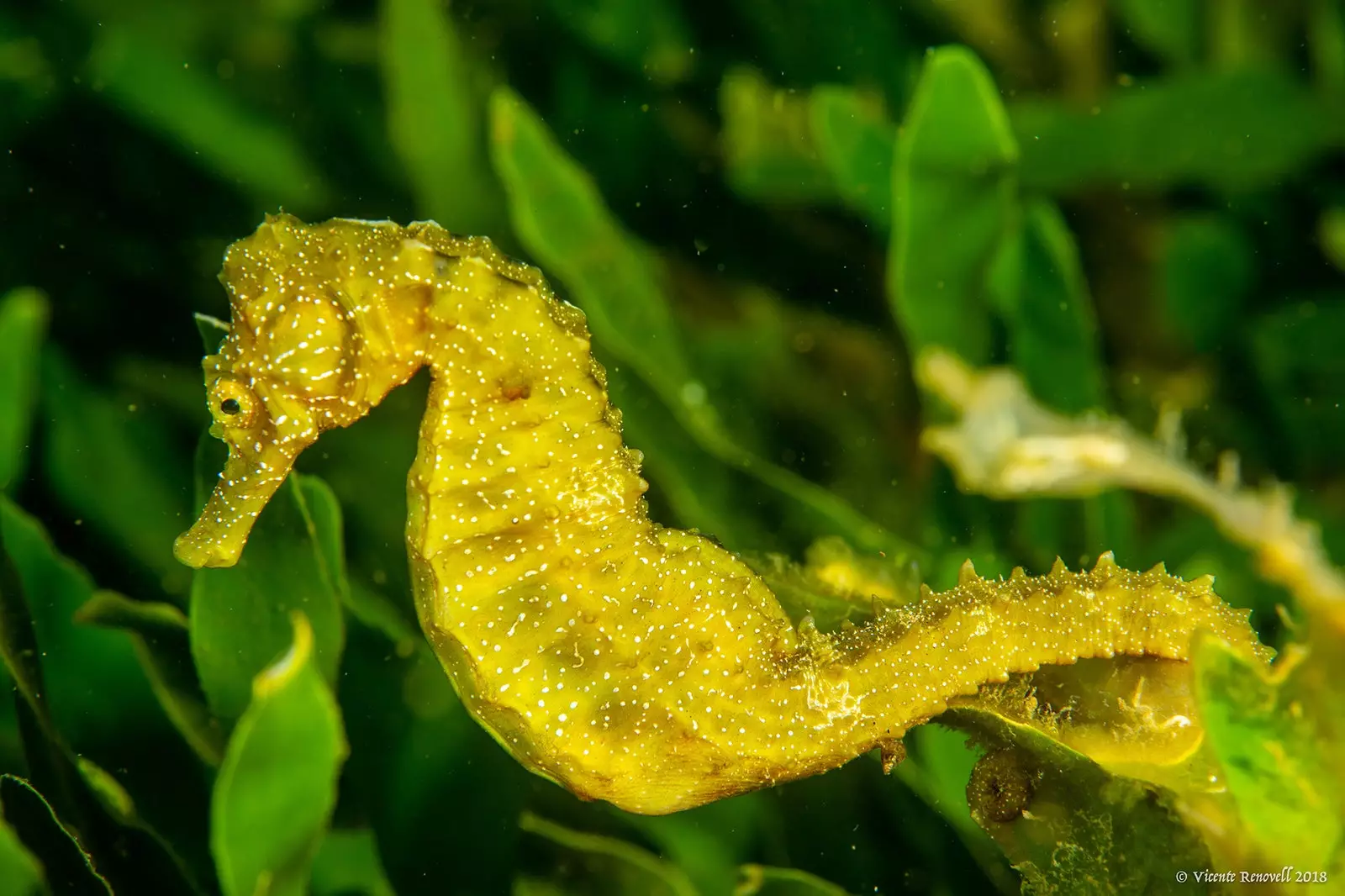 Seahorse