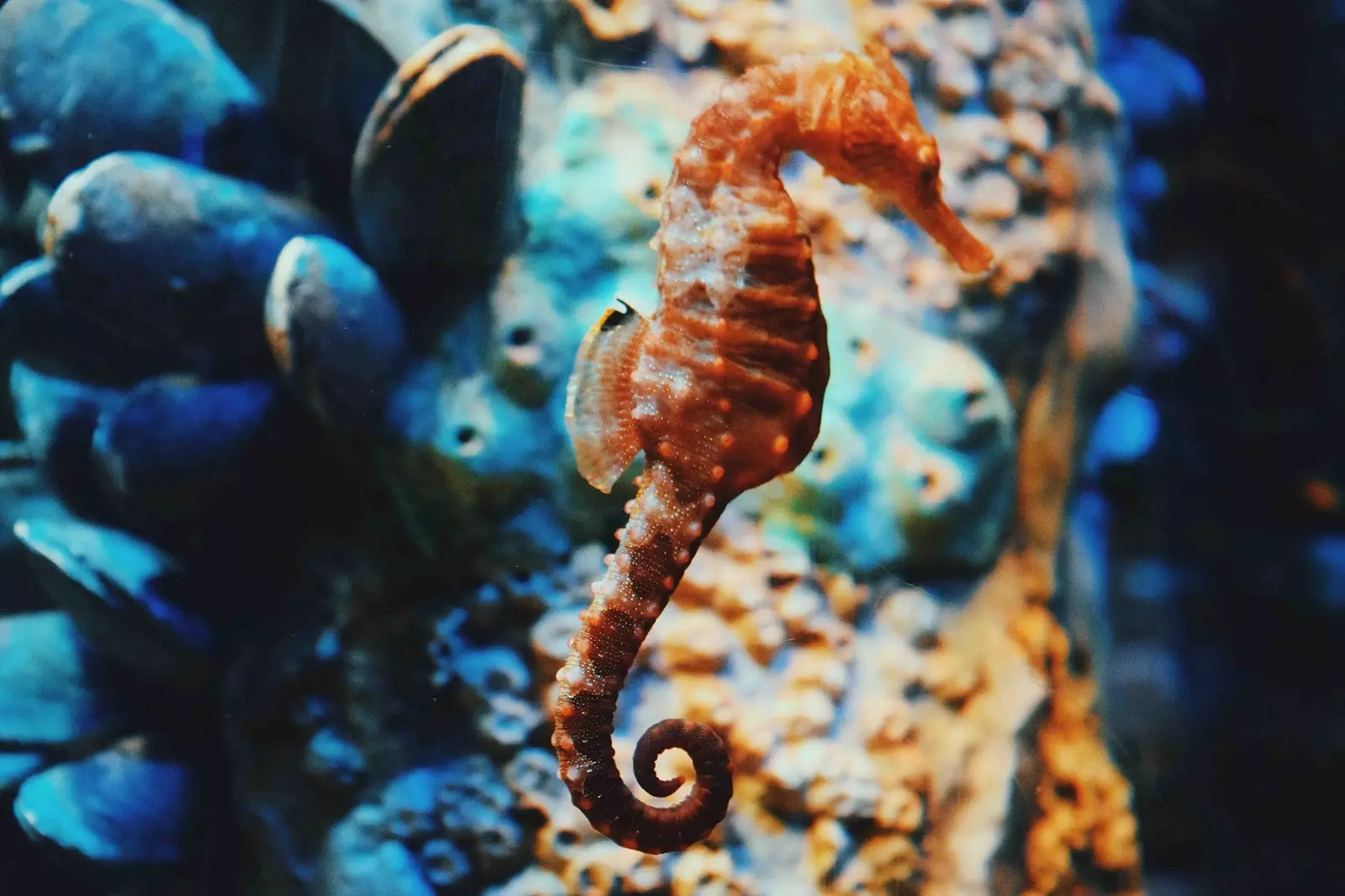 Seahorse